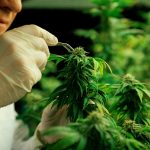Reasons for buying cannabis clones online compared to other options out there